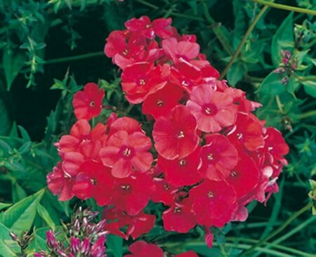 Phlox paniculata 'Tenor' P9 - afbeelding 2