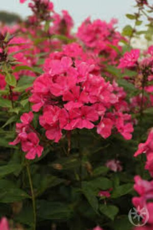 Phlox paniculata 'Tenor' P9 - afbeelding 3