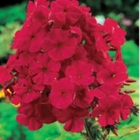 Phlox paniculata 'Tenor' P9 - afbeelding 4