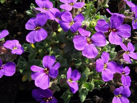 Aubrieta 'Blaumeise' P9 - afbeelding 1