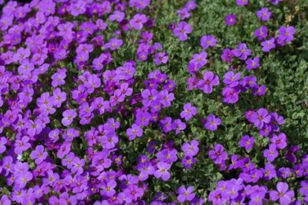 Aubrieta 'Blaumeise' P9 - afbeelding 2