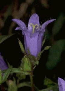 Campanula trachelium P9 - afbeelding 1