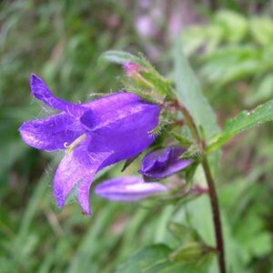 Campanula trachelium P9 - afbeelding 3