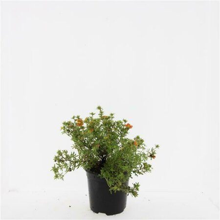 Potentilla fruticosa 'Red Ace' C1.5 - afbeelding 2