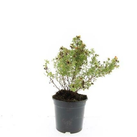 Potentilla fruticosa 'Red Ace' C1.5 - afbeelding 3