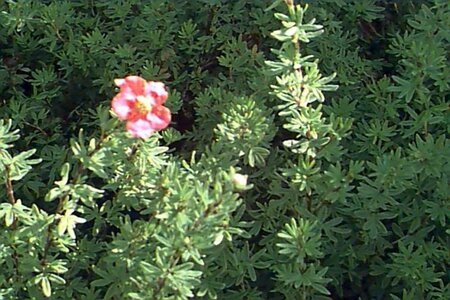 Potentilla fruticosa 'Red Ace' C1.5 - afbeelding 1