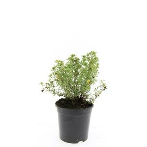 Potentilla fruticosa 'Red Ace' C1.5 - afbeelding 4