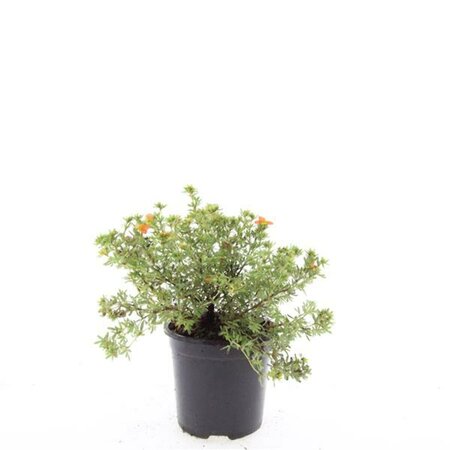 Potentilla fruticosa 'Red Ace' C1.5 - afbeelding 5