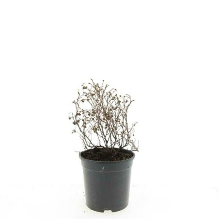 Potentilla fruticosa 'Red Ace' C1.5 - afbeelding 6