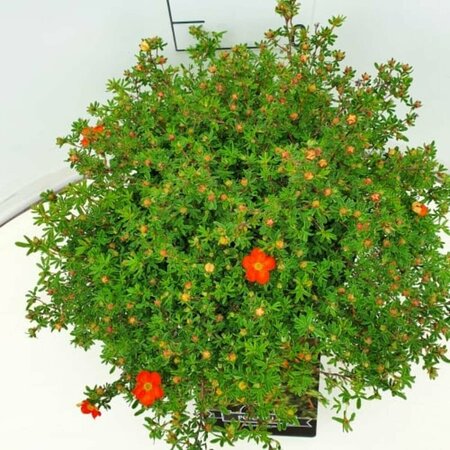 Potentilla fruticosa 'Red Ace' C1.5 - afbeelding 7