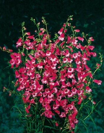 Penstemon 'Apple Blossom' P9 - afbeelding 1