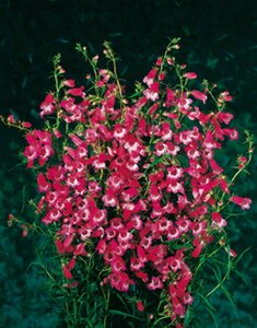 Penstemon 'Apple Blossom' P9 - afbeelding 1