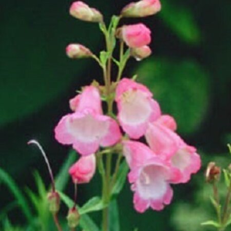 Penstemon 'Apple Blossom' P9 - afbeelding 2