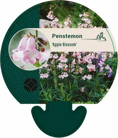 Penstemon 'Apple Blossom' P9 - afbeelding 4