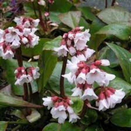 Penstemon 'Apple Blossom' P9 - afbeelding 3