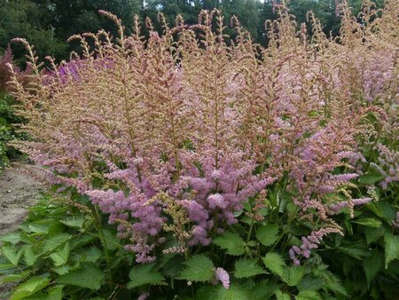 Astilbe chinens. 'Finale' P9