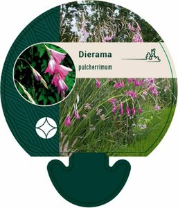 Dierama pulcherrimum P9 - afbeelding 3