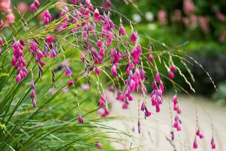 Dierama pulcherrimum P9 - afbeelding 1