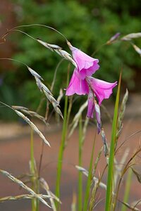 Dierama pulcherrimum P9 - afbeelding 2