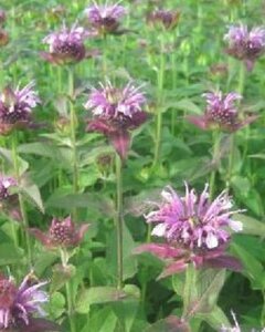 Monarda 'Mohawk' P9 - afbeelding 1