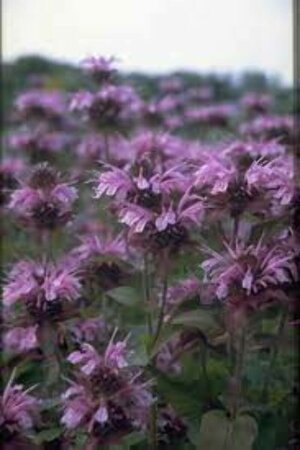 Monarda 'Mohawk' P9 - afbeelding 2