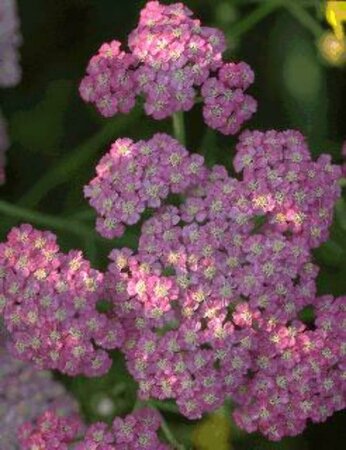 Achillea millefolium P9 - afbeelding 1