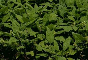 Pulmonaria rubra P9 - afbeelding 1