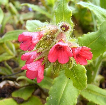 Pulmonaria rubra P9 - afbeelding 2
