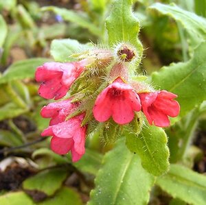 Pulmonaria rubra P9 - afbeelding 2