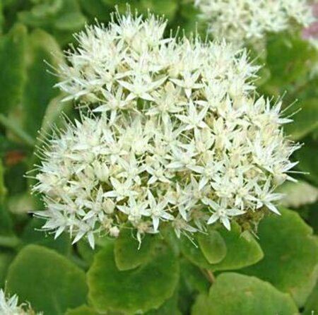 Sedum spectabile 'Iceberg' P9 - afbeelding 1