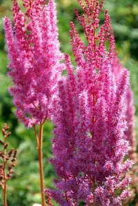 Astilbe chinensis 'Purpurlanze' P9 - afbeelding 2