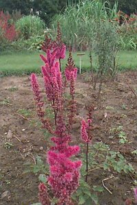 Astilbe chinensis 'Purpurlanze' P9 - afbeelding 1