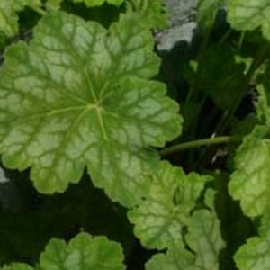 Heuchera 'Mint Frost' P9 - afbeelding 1