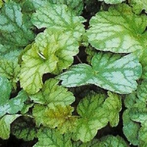 Heuchera 'Mint Frost' P9 - afbeelding 2