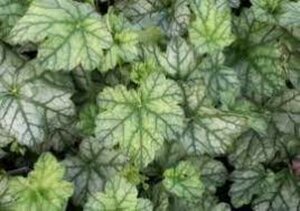 Heuchera 'Mint Frost' P9 - afbeelding 3