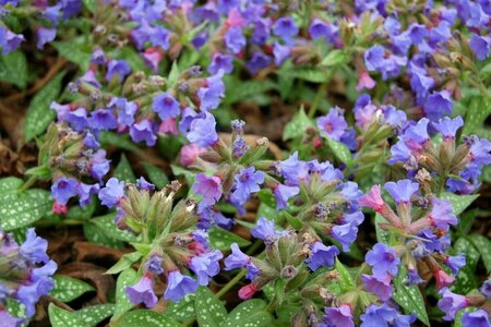 Pulmonaria 'Trevi Fountain' P9