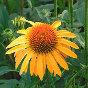 Echinacea purpurea 'Harvest Moon' P9 - afbeelding 1