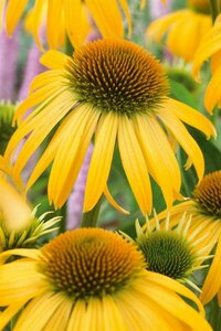 Echinacea purpurea 'Harvest Moon' P9 - afbeelding 4