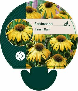 Echinacea purpurea 'Harvest Moon' P9 - afbeelding 2