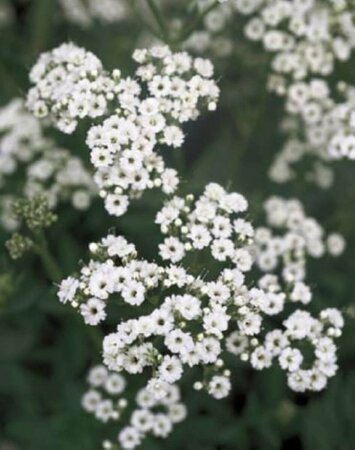 Gypsophila paniculata P9 - afbeelding 1