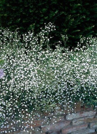 Gypsophila paniculata P9 - afbeelding 2