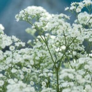 Gypsophila paniculata P9 - afbeelding 3