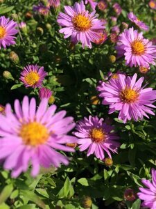 Aster (D) 'Anneke' P9 - afbeelding 1