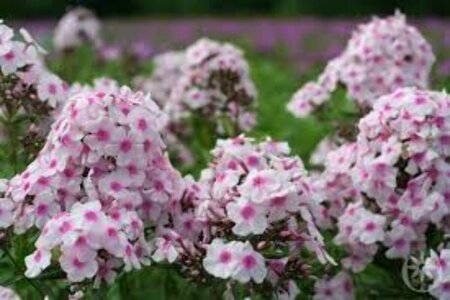 Phlox paniculata 'Europa' P9 - afbeelding 1