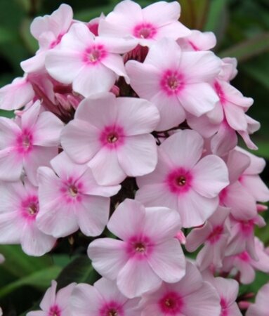 Phlox paniculata 'Europa' P9 - afbeelding 2