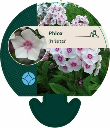 Phlox paniculata 'Europa' P9 - afbeelding 3