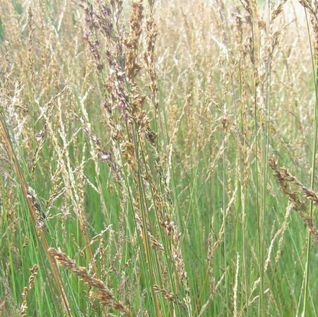 Molinia caerulea 'Heidezwerg' P9 - afbeelding 1