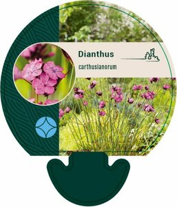 Dianthus carthusianorum P9