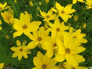 Coreopsis verticillata P9 - afbeelding 1