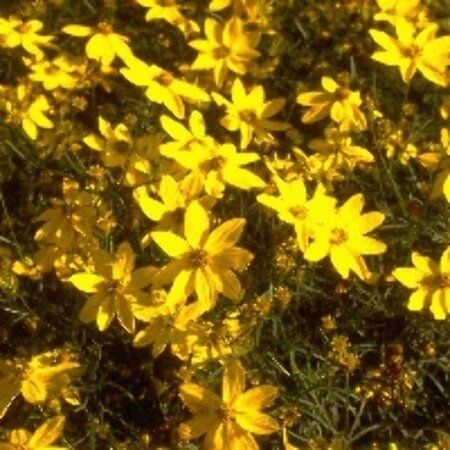 Coreopsis verticillata P9 - afbeelding 2